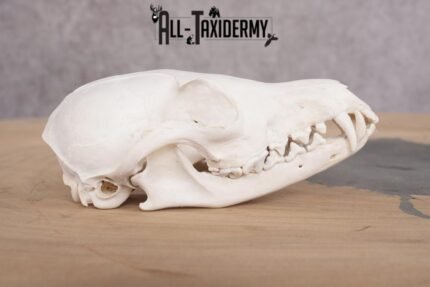 Red Fox Skull with Jaw SKU 2695