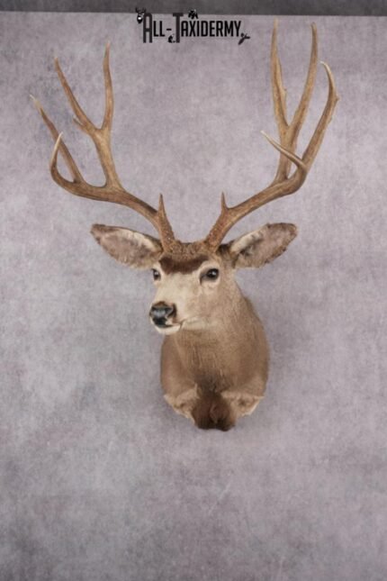 Mule Deer Taxidermy Shoulder Mount SKU 2789