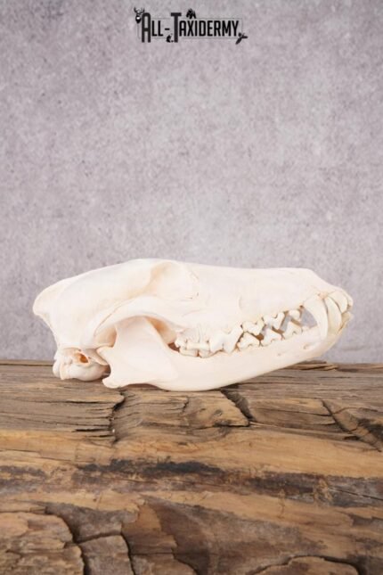 Coyote Skull with Jaw SKU 2694