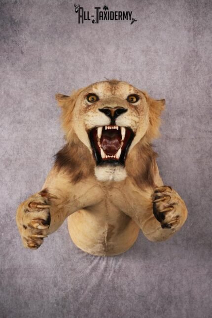 African Lion Half Body Mount SKU 2449