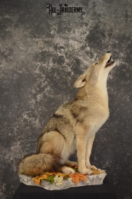 Howling Coyote taxidermy mount for sale SKU 2091