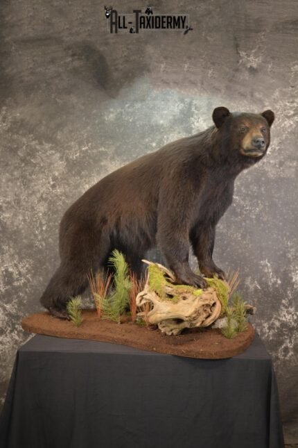 Full Body Black Bear taxidermy mount for sale SKU 2135