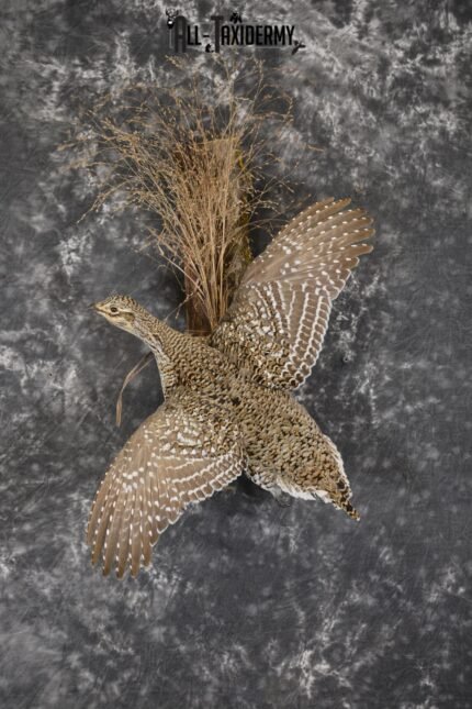 Sharptail Grouse taxidermy mount for sale SKU 1927