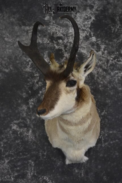 Pronghorn Antelope taxidermy shoulder mount for sale SKU 1985