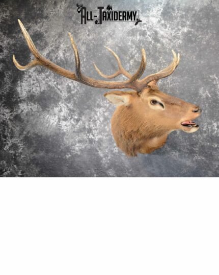 Elk Taxidermy mount for Sale SKU 1063