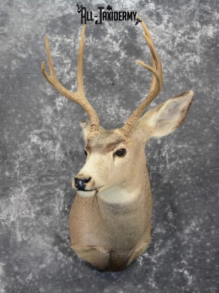 Mule Deer Taxidermy for Sale SKU 1064