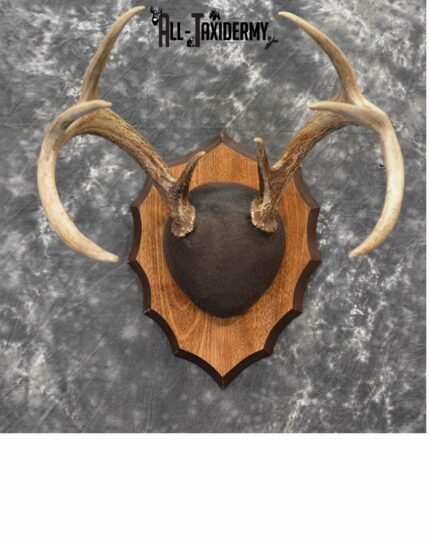 Whitetail Deer Antler Plaque for Sale SKU 1148