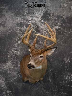 Whitetail deer shoulder mount taxidermy for sale SKU 1067