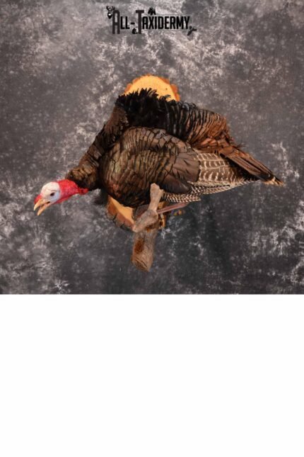 Eastern Turkey Taxidermy mount for sale SKU 1256