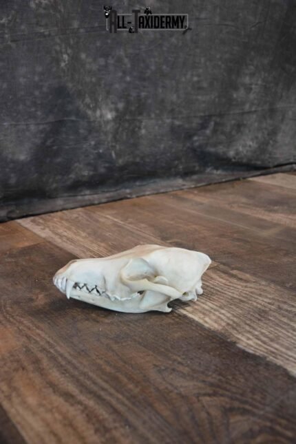 Coyote Skull with Jaw Set SKU 1309