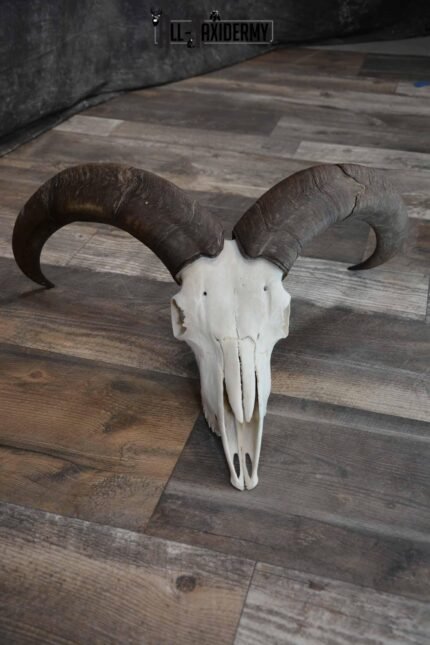 Huge Aoudad Skull for Sale SKU 1279