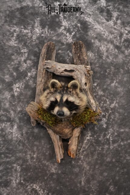 Raccoon  Taxidermy mount in a den SKU 1414