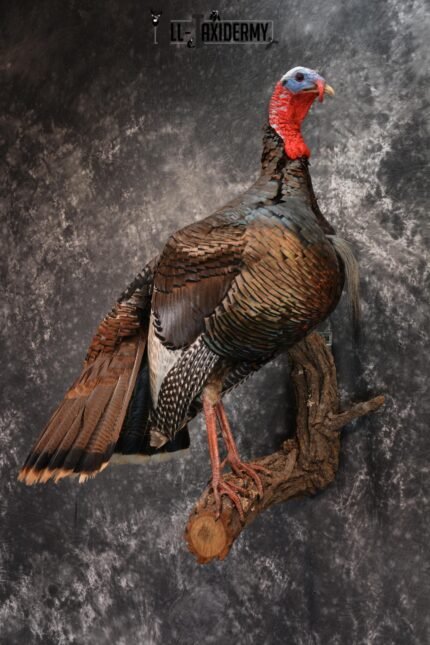 Eastern Turkey Taxidermy Mount for Sale 1432