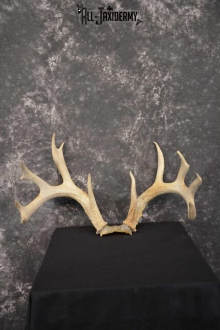 Whitetail Deer Sheds on Skull Cap Taxidermy SKU 1545