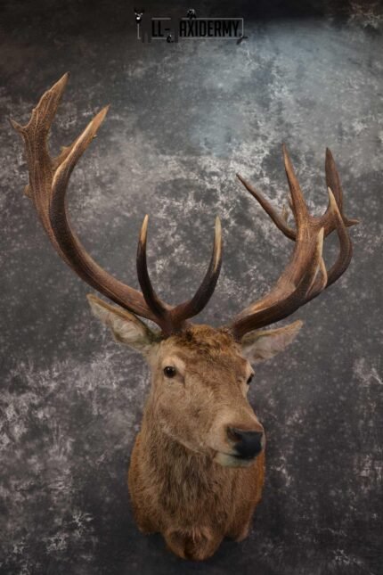 Red Stage Deer Taxidermy Shoulder Mounts SKU 1587