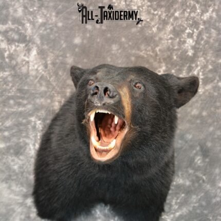 Black Bear Taxidermy Mount for Sale SKU 1184