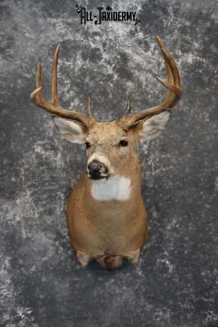 Whitetail Deer Taxidermy for Sale SKU 1030