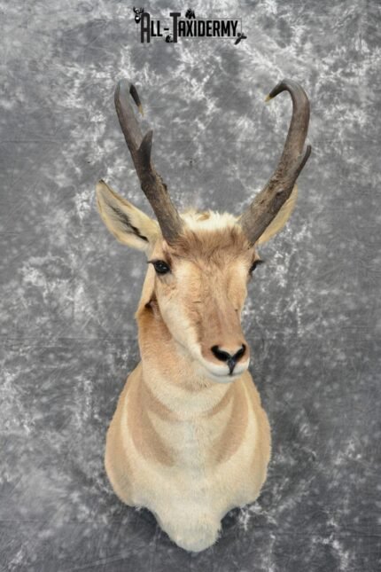 Pronghorn Antelope Taxidermy mount for sale SKU 1080