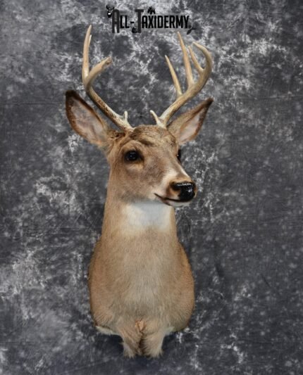Whitetail Deer Taxidermy for Sale SKU 1029