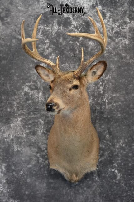 Whitetail Deer Taxidermy for Sale SKU 1028